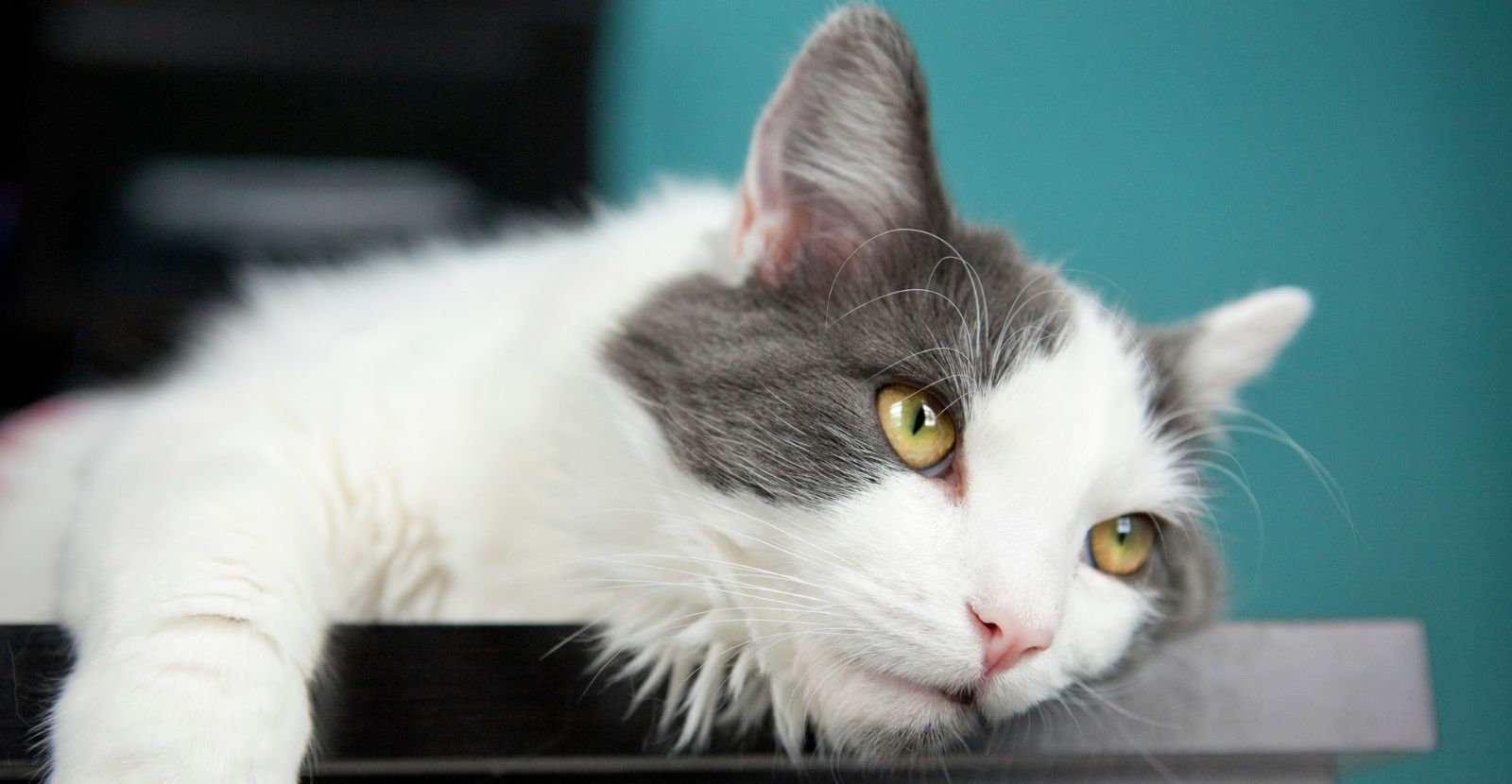 Do Cats Get Arthritis? Parnell Paws Blog Australia